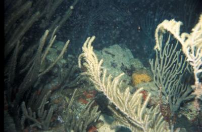 St John Diving