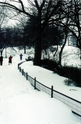 19.8 inches in Central Park