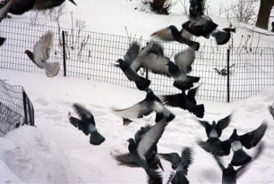 Central Park pigeons
