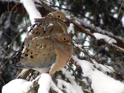 Mourning Doves in Snowstorm