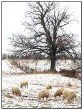 Grazing in the snow