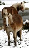 Neddy