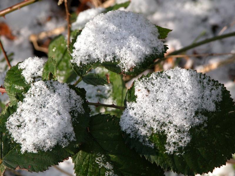 Snow On Brambles