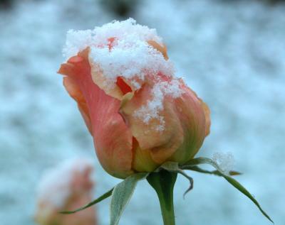 Snow Rose 01