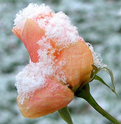 Snow On Rose Bud 03