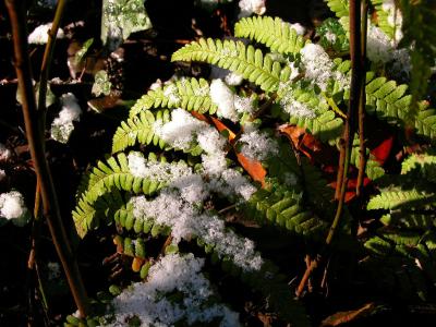 Ferns &  Snow
