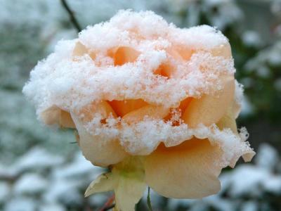 Snow Rose 03