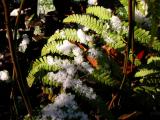 Ferns &  Snow