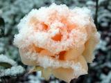 Snow Rose 02