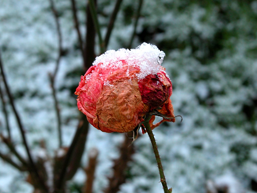 Withered bud