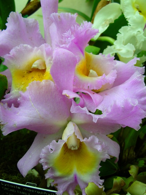 lavendar orchid