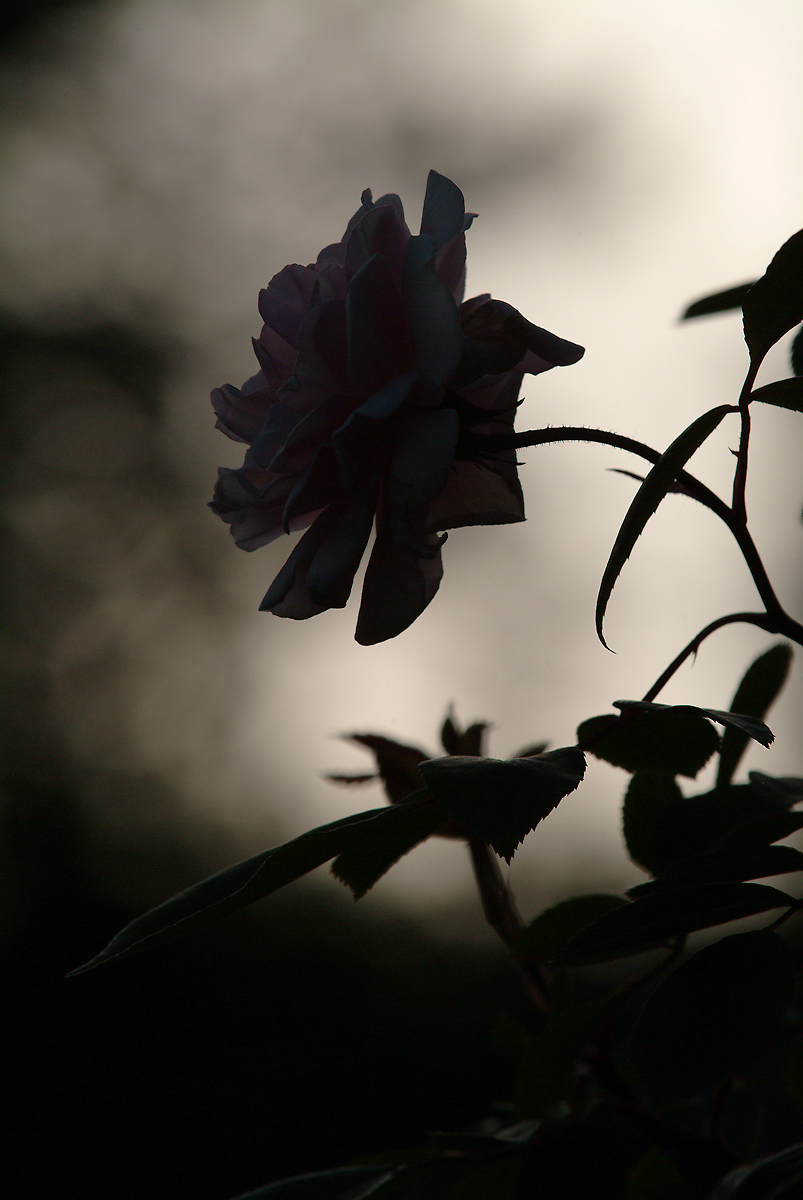 DSCF2713_evening rose.JPG