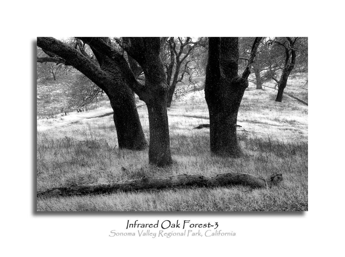 Infrared Oak Forest-3