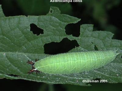 Asterocampa celtis (larva)