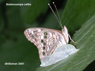 Asterocampa celtis (adult male)