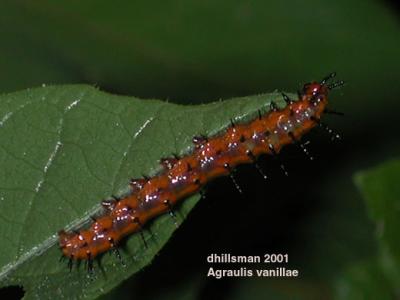 Agraulis vanillae (larva)