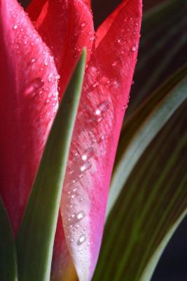 May Flowers.JPG