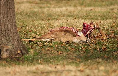 An injured deer killed by coyotes...