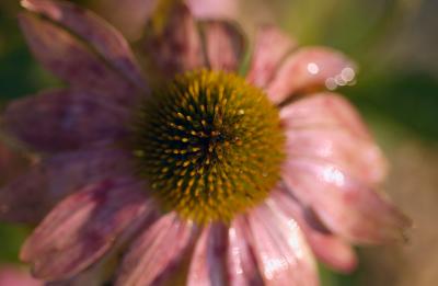 Echinacea.jpg