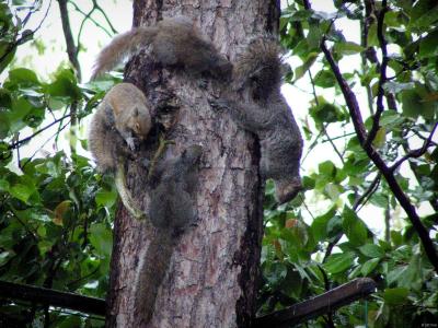 furry tailed rats