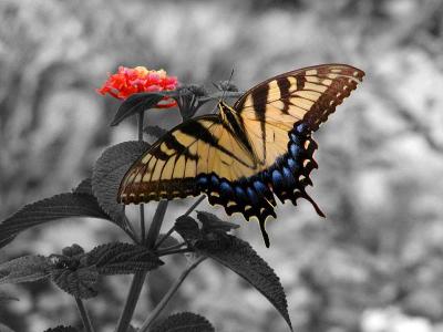 Butterfly & Flower On 220 South NC