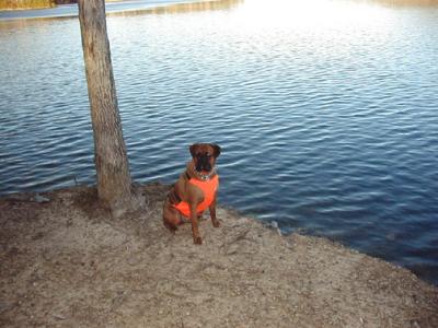 Biscuit on the banks