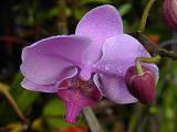 Orchid222 100RS.jpg