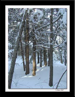 Winter-woods1, in Belmont NH