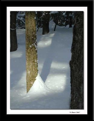 Winter-woods2, in Belmont NH