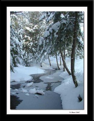Winter-woods3, in Belmont NH