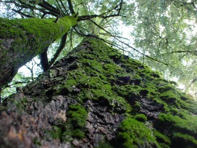 Evil Moss Trees