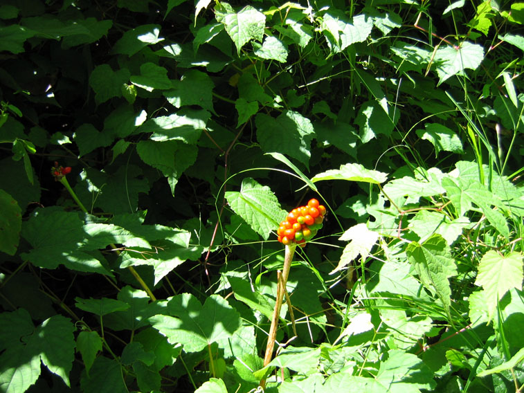 Jack-in-the-Pulpit Berries