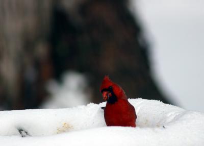  SnowatDO