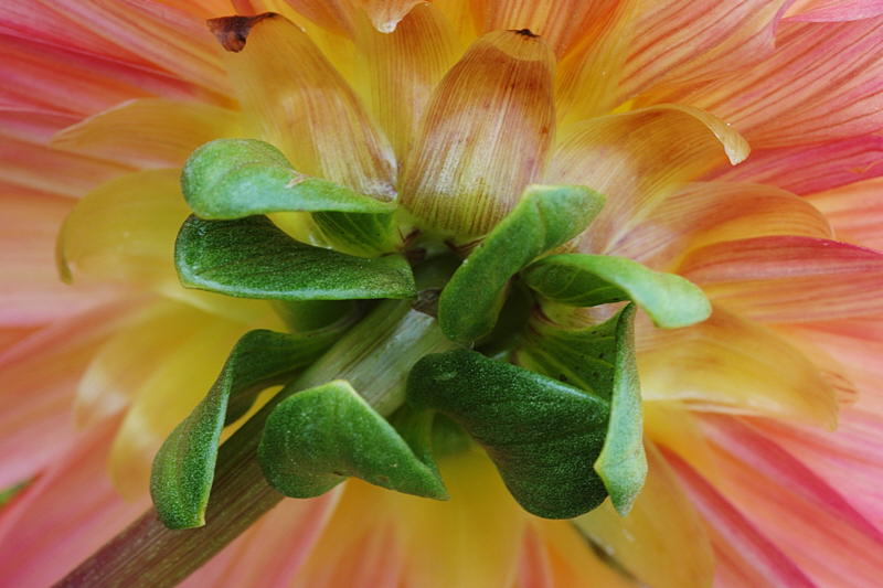 8/26/04 - Dahlia Bottom