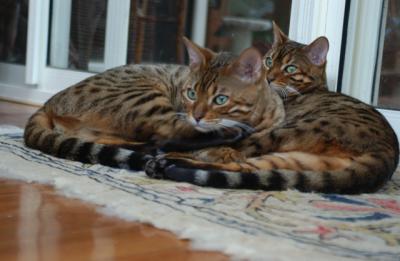 A Bundle of Bengals