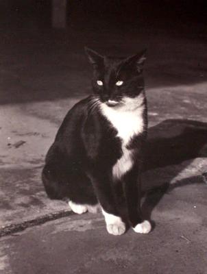 Black & White Cat c. 1993