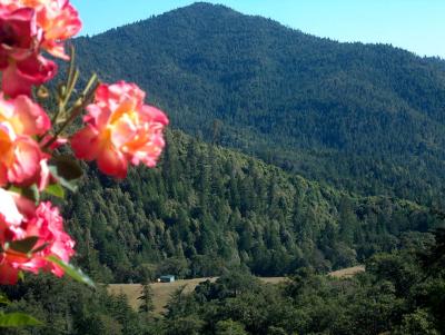 A Mendocino Garden, 2004