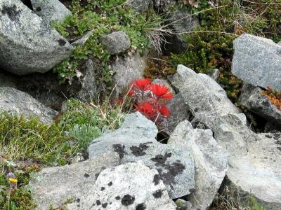 Wildflowers