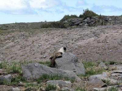 Marmot Relaxing