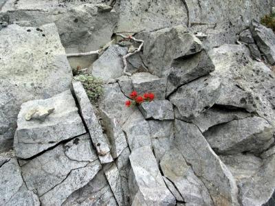 Wildflowers amid Rocks