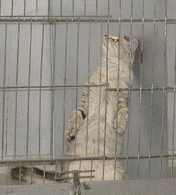 Look - Im a suricat! Nominated as best kitten though!