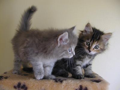 Cezar and Csilla