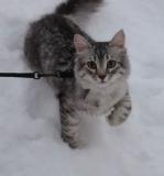 Adso out in the snow. Maybe a bit cold...
