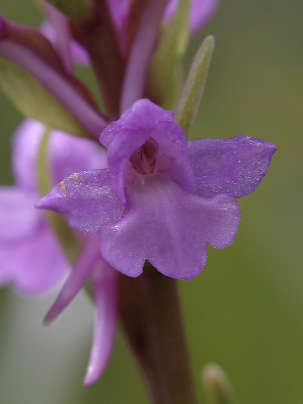 Gymnadenia conopsea