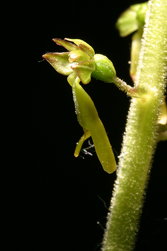 Listera ovata