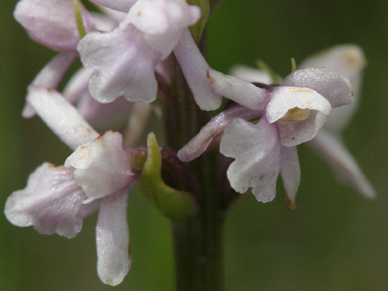 Gymnadenia odoratissima