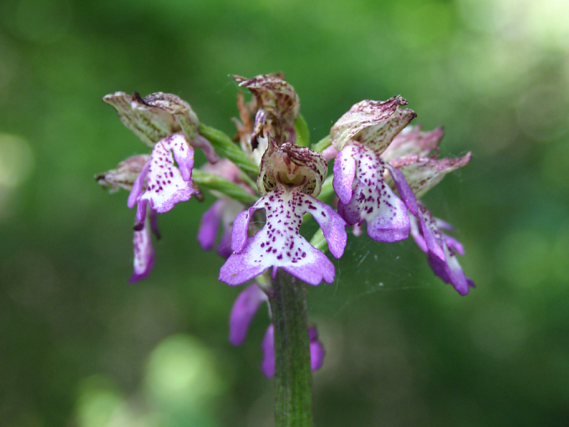 Orchis purpurea