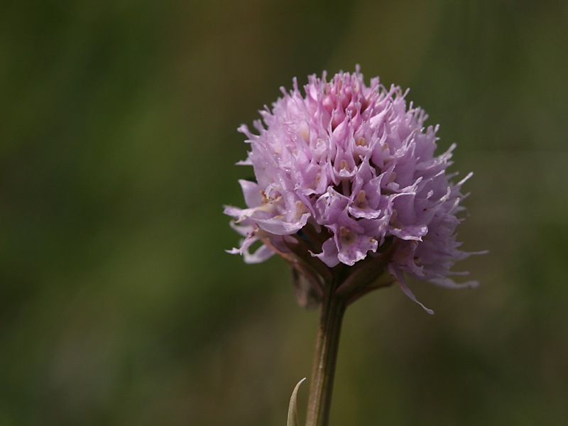 Traunsteinera globosa