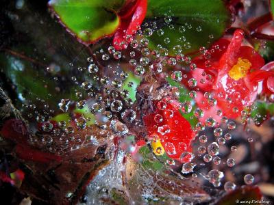 Dew drops and flowers