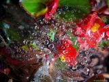 Dew drops and flowers